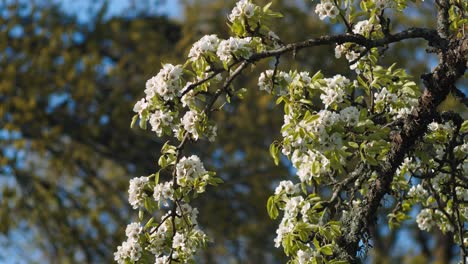 Peachtree-Blütennahaufnahme-Im-Frühlingsabendlicht-Der-Leichten-Flügelbrise