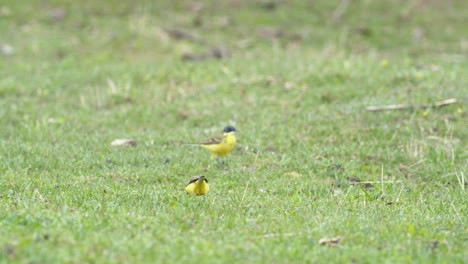 Yellow-wagtail-bird-walking-on-grass-and-looking-for-food-bugs
