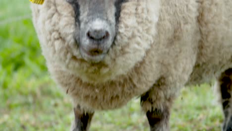 Schafe-Fressen-Gras-Auf-Der-Weide