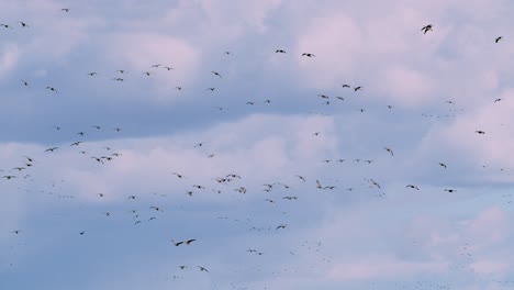 Große-Gänseschwärme-Tausende-Von-Vögeln-Landen-Auf-Wanderungswiesen