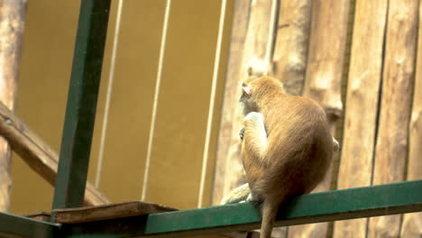 Close-up-shot-of-young-skinny-Javan-Lutung-monkey-eating-in-zoo-area