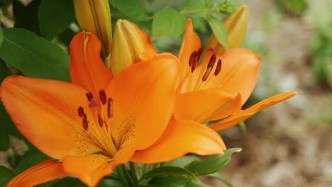 Orangefarbene-Lilienblumen-Im-Garten,-Nahaufnahme