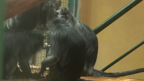 Close-up-shot-of-monkey-family-in-cage-from-zoo-eating-dinner-in-the-evening
