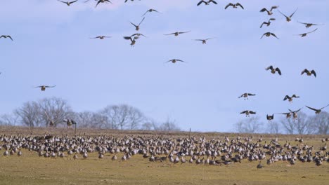 Large-geese-flock-thousands-of-birds-are-landing-on-meadows-in-migration
