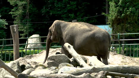 Depressiver-Asiatischer-Elefant-Im-Danziger-Olwa-Zoo-Polen