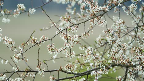 Apple-tree-blossoms-in-spring-with-pure-bokeh