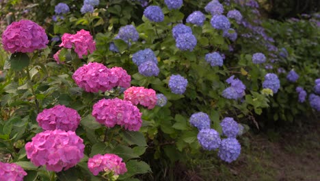 Hermosas-Hortensias-Rosas-Y-Azules-Moviéndose-En-El-Viento-Y-Floreciendo-En-Las-Montañas-Japonesas