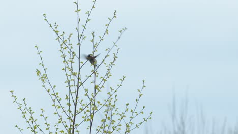 European-goldfinch-sitting-on-birch-in-spring