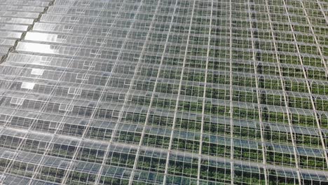 Aerial-elevation-shot-of-the-big-industrial-greenhouse-with-sun-reflection-in-glass