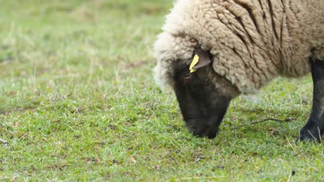 Sheep-close-up-eating-grass-on-pasture