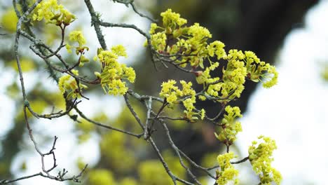 Ahornzweige-Mit-Frühen-Blüten-Im-Frühjahr-Aus-Nächster-Nähe