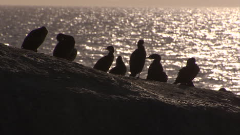 Cormorants-sunning-themselves-on-the-rocks