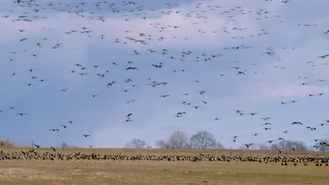 Large-geese-flock-thousands-of-birds-are-landing-on-meadows-in-migration