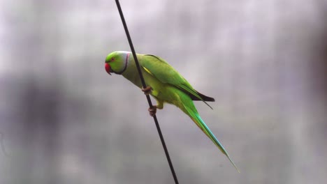 parrot-in-the-rain-hanging-on-the-cable