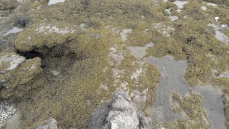 Aerial-birdseye-view-above-rocky-seaweed-coast-rock-pool-landscape-low-angle-forward