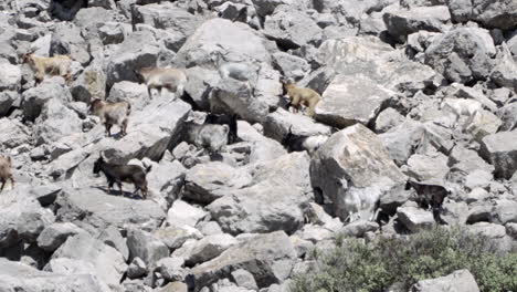 Grupo-De-Cabras-Domésticas-Escalando-En-Las-Rocas-De-Una-Montaña-En-Grecia