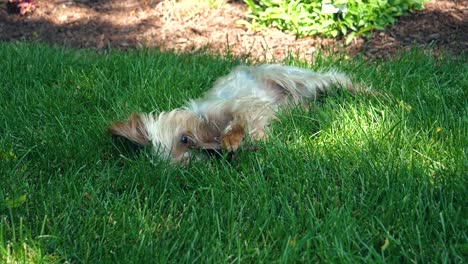 Süßer-Yorkie-Hund,-Der-Stock-Spielt-Und-Leckt---180fps-Zeitlupen-Yorkshire-Terrier-Welpe