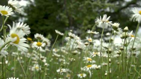 Sudden-gust-of-wind-blows-field-of-wild-daisies-and-background-trees