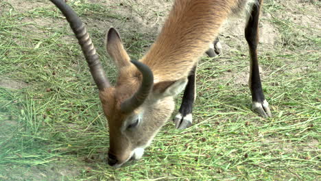Gazelle-Eating-Grass-At-Zoo