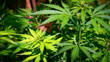 Cannabispflanze---Sonnenlicht-Trifft-Auf-Die-Grünen-Blätter-Der-Marihuanapflanze,-Die-In-Freier-Wildbahn-Wächst-Und-Sich-Sanft-Im-Wind-Wiegt
