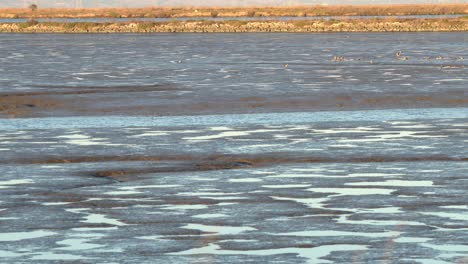 Shorebirds-taking-flight-in-a-large-flock-over-mudflats