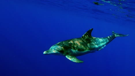 Beautiful-Bottlenose-Dolphin-Swimming-Near-The-Water-Surface---medium-shot