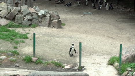 The-little-penguin-comes-down-from-above-towards-the-pond