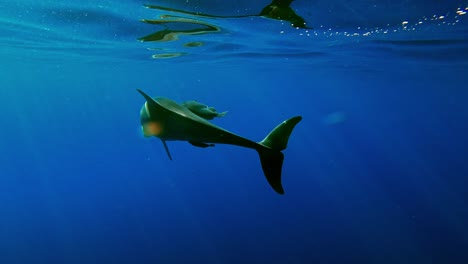 Delfín-Mular-Deslizándose-Tranquilamente-Por-La-Superficie-Del-Océano-En-Aguas-Azules-Claras---Toma-Submarina