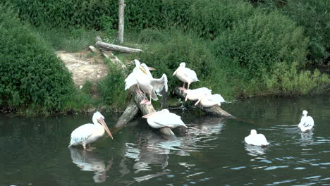 Gruppe-östlicher-Weißer-Pelikane-In-Der-Nähe-Des-Teichrandes-Im-Zoo