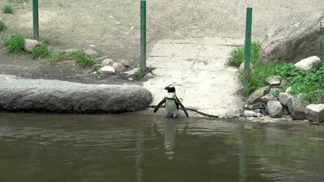 Ein-Kleiner-Pinguin-Betritt-Das-Wasser,-Taucht-Seine-Füße-In-Das-Wasser-In-Der-Nähe-Des-Ufers