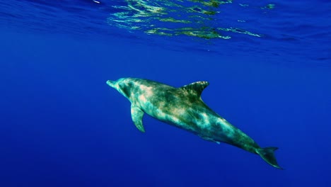Solitary-Bottlenose-Dolphin-Ascending-Towards-The-Ocean-Surface-In-Pristine-Blue-Waters---medium-shot