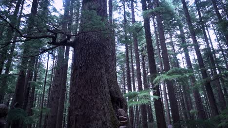 Felsenbalancieren-Im-Wald,-Umgeben-Von-Hohen-Bäumen-In-Manali,-Himachal-Pradesh,-Indien