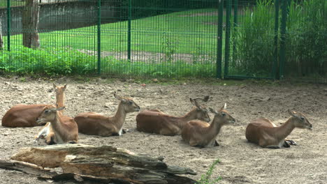 Group-Of-Lechwe-At-Zoo-relaxing-outdoors-during-beautiful-day