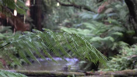 Fern-in-focus-with-murky-river-stream-flowing-in-background