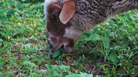 Schafe-Fressen-Grünes-Gras-Auf-Der-Wiese-In-Manali,-Himachal-Pradesh,-Indien