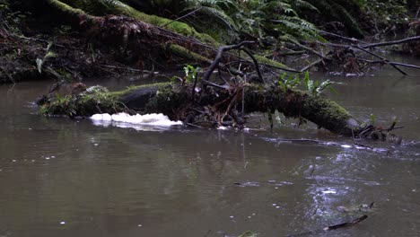 Murky-river-stream-with-foam-build-up