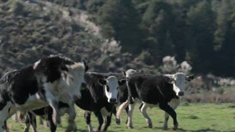 Herde-Von-Schwarzen-Und-Weißen-Kühen,-Die-Auf-Dem-Bauernhof-Herumlaufen