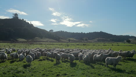 large-herd-of-sheep-basking-in-the-sun-and-grazing