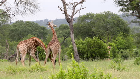 Two-big-Male-giraffes-fighting-in-South-African-reserve,-long-shot