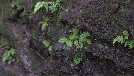 Water-Dripping-Off-The-Wet-Rock-With-Small-Green-Plants---close-up