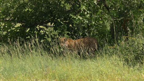 A-leopard-blending-into-tall-grass-in-wildlife-reserve-in-South-Africa,-long-shot