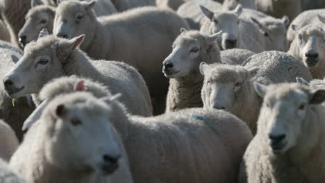 hundreds-of-sheep-being-herded-in