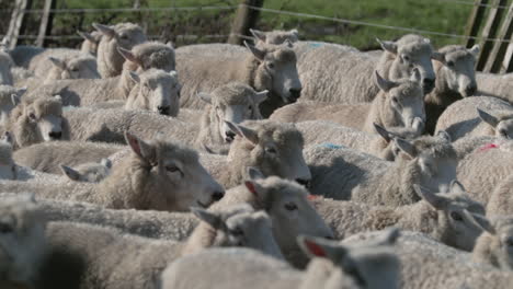 herd-of-sheep-guided-into-the-pen
