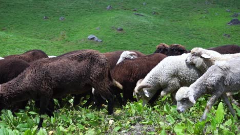 Flock-Of-Sheep-Walking-And-Graze-In-The-Meadow-Of-Manali,-Himachal-Pradesh,-India