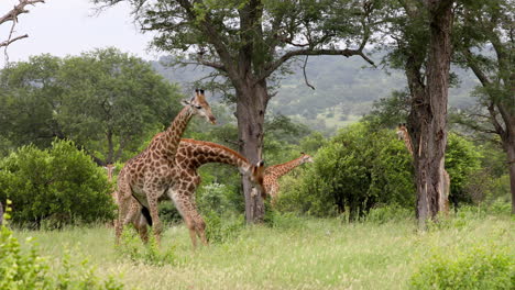 Male-giraffes-begin-fighting-in-South-African-reserve,-long-shot