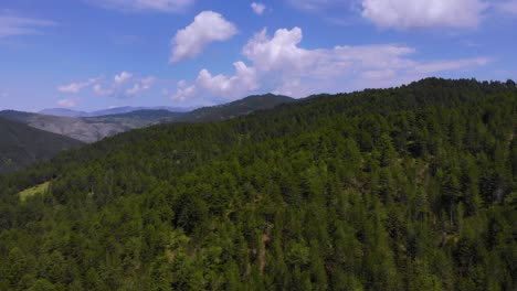 Big-green-dense-pine-trees-forest-in-countryside-with-green-vegetation-and-mountains,-aerial-view
