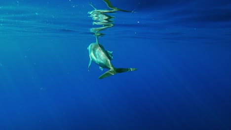 Delfín-Mular-Nadando-Hacia-La-Superficie-Del-Agua-Reflejando-La-Imagen---Filmación-Subacuática