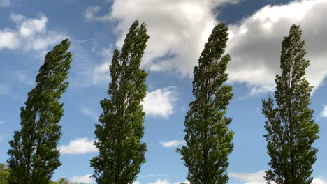 A-row-of-Poplar-trees-bending-in-the-high-wind,-Worcestershire,-UK