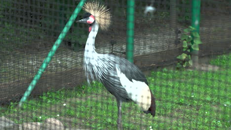 Close-up-shot-of-exotic-south-african-crowned-crane-drinking-in-zoo-during-daytime
