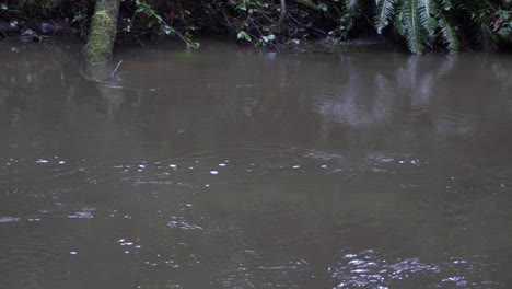 Murky-river-stream-flowing-with-river-bank